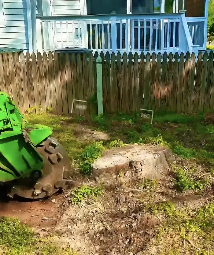 Tree stump being ground down in Chesapeake VA